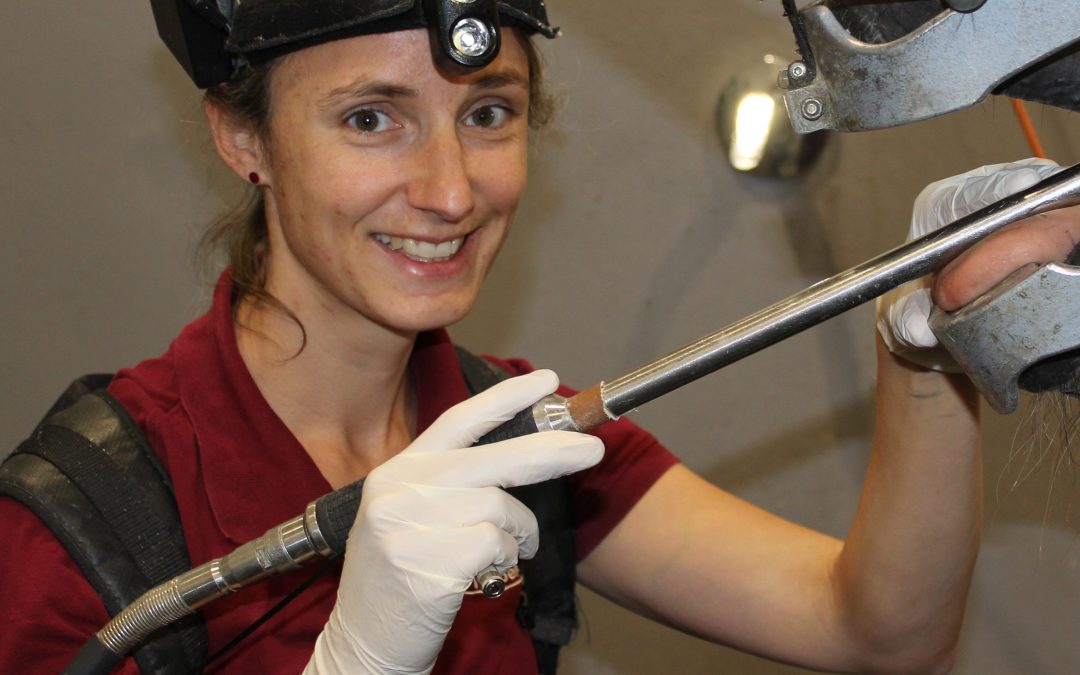 Dr. med. vet. Katja Gravert