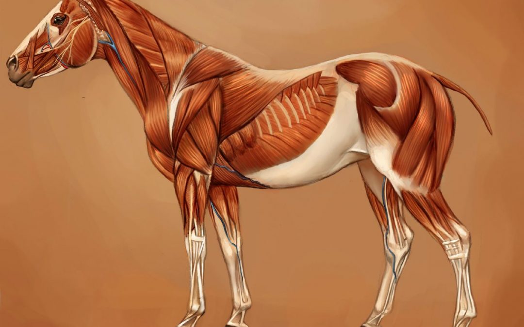 Muskelerkrankungen des Pferdes