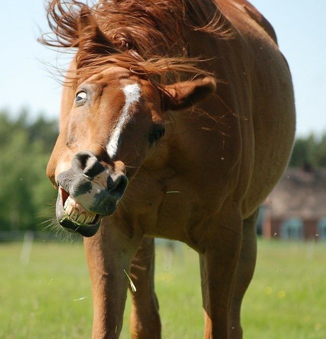 Mein Pferd ist Headshaker!