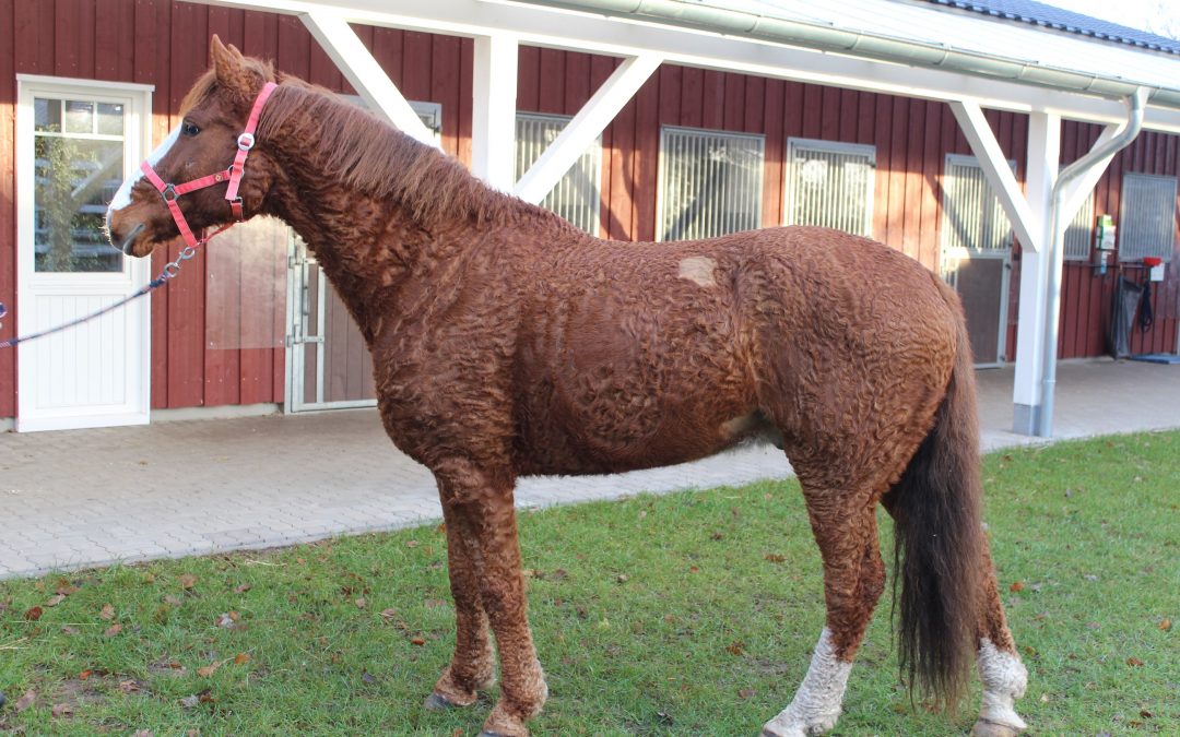 Curly Horse