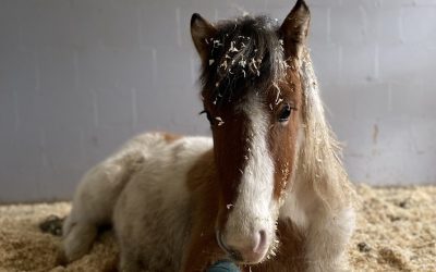 Anwendung der Gebührenordnung für Tierärzte in der Pferdeklinik Tappendorf