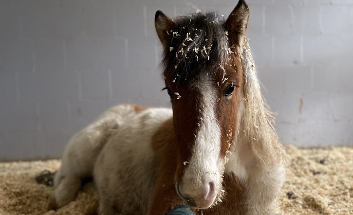 Anwendung der Gebührenordnung für Tierärzte in der Pferdeklinik Tappendorf