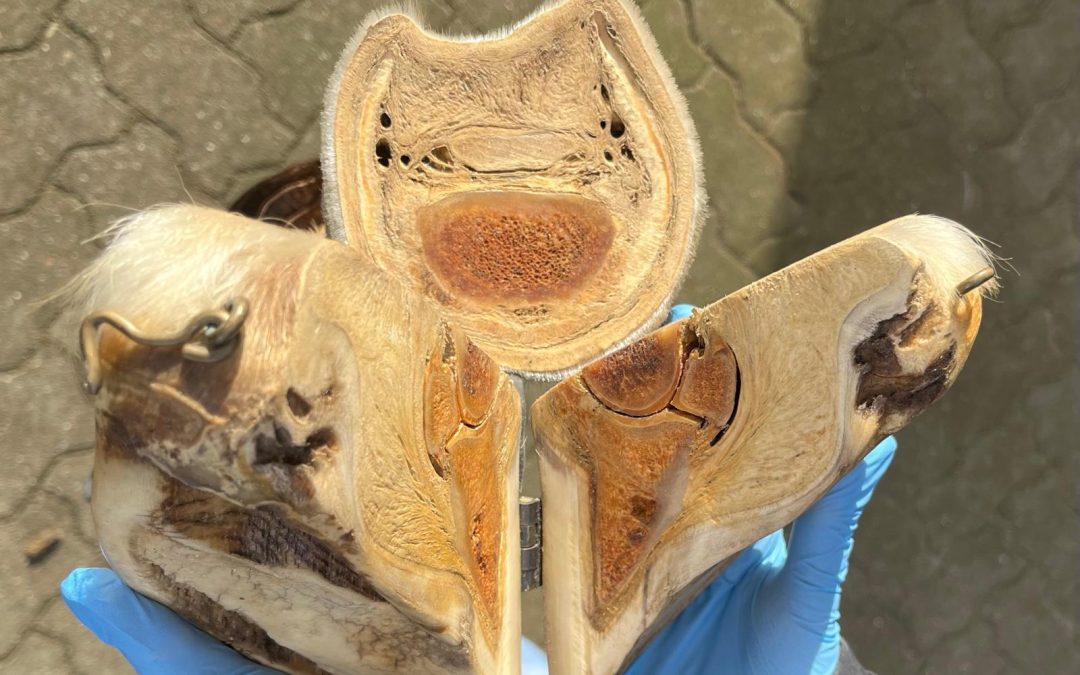 Themenabend Huforthopädie